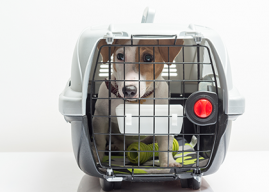 Top 9 Pet Carriers For Pet’s Safety, The Reviews And Buyers’ Guide